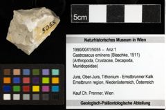 Foto (Objekt + Etiketten) von Gastrosacus eminens (Blaschke, 1911) 